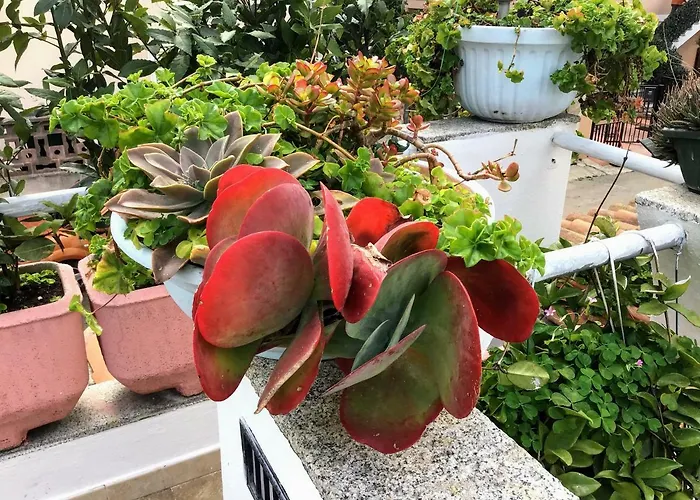 A Due Passi 3* 奧爾比亞